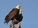 _MG_1758 Bald Eagle.jpg