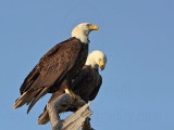 _MG_1763 Bald Eagle.jpg