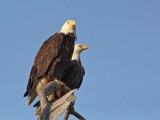 _MG_1922 Bald Eagle.jpg