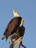 Bald Eagle – Head-Throwback Display when calling on perch - March 2010