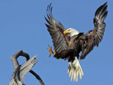_MG_9816 Bald Eagle.jpg