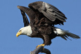_MG_9821 Bald Eagle.jpg