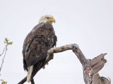 _MG_4669 Bald Eagle.jpg