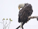 _MG_4867 Bald Eagle.jpg