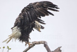 _MG_5085 Bald Eagle.jpg