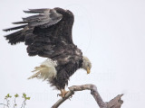 _MG_5087 Bald Eagle.jpg