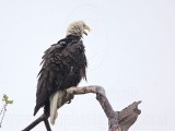 _MG_5718 Bald Eagle.jpg