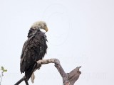_MG_5762 Bald Eagle.jpg