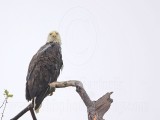 _MG_6094 Bald Eagle.jpg