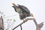 _MG_6279 Bald Eagle.jpg