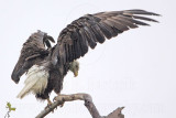 _MG_6404 Bald Eagles.jpg