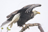 _MG_6697 Bald Eagle.jpg