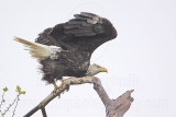 _MG_6699 Bald Eagle.jpg