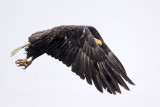 _MG_6703 Bald Eagle.jpg