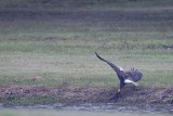 _MG_6787 Bald Eagle.jpg