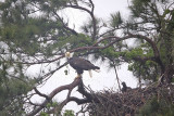 _MG_7243 Bald Eagle.jpg