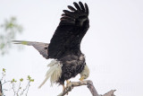 _MG_7557 Bald Eagle.jpg