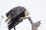 _MG_7706 Bald Eagle.jpg