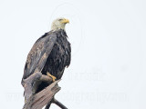 _MG_7957 Bald Eagle.jpg