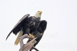 _MG_7995 Bald Eagle.jpg