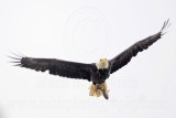 _MG_8068 Bald Eagle.jpg