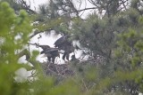 _MG_8176 Bald Eagle.jpg