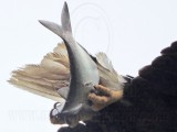 _MG_8391crop Bald Eagle.jpg