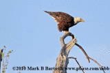 _MG_9161-7-Bald Eagle.gif