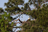 _MG_8997 Bald Eagle.jpg