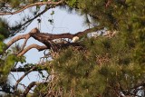 _MG_9075 Bald Eagle.jpg