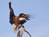_MG_9105 Bald Eagle.jpg