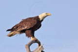 _MG_9118 Bald Eagle.jpg