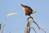 _MG_9164 Bald Eagle.jpg