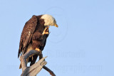 _MG_9575 Bald Eagle.jpg