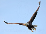 _MG_9742 Bald Eagle.jpg
