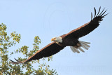 _MG_9746 Bald Eagle.jpg