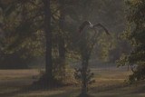 _MG_9768 Bald Eagle.jpg