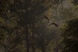 _MG_9769 Bald Eagle.jpg
