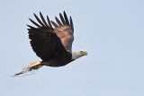_MG_9788 Bald Eagle.jpg