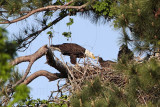 _MG_0195 Bald Eagle.jpg