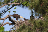 _MG_0208 Bald Eagle.jpg