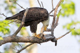 _MG_0562 Bald Eagle.jpg