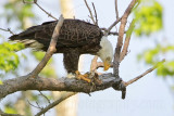 _MG_0585 Bald Eagle.jpg