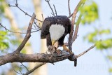 _MG_0638 Bald Eagle.jpg