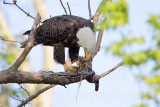 _MG_0655 Bald Eagle.jpg