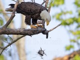 _MG_0660 Bald Eagle.jpg