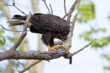 _MG_0682 Bald Eagle.jpg