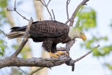 _MG_0701 Bald Eagle.jpg