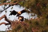 _MG_0965 Bald Eagle.jpg
