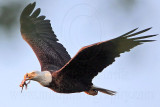 _MG_0981 Bald Eagle.jpg